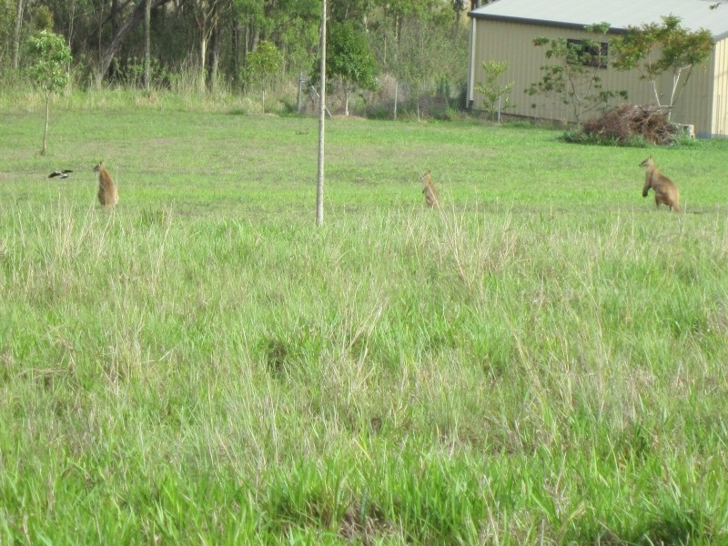 Tolga QLD 4882