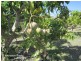 Mareeba QLD 4880
