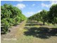Mareeba QLD 4880