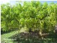 Mareeba QLD 4880