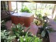 Carrington QLD 4883