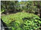 Carrington QLD 4883
