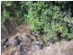 Yungaburra QLD 4884