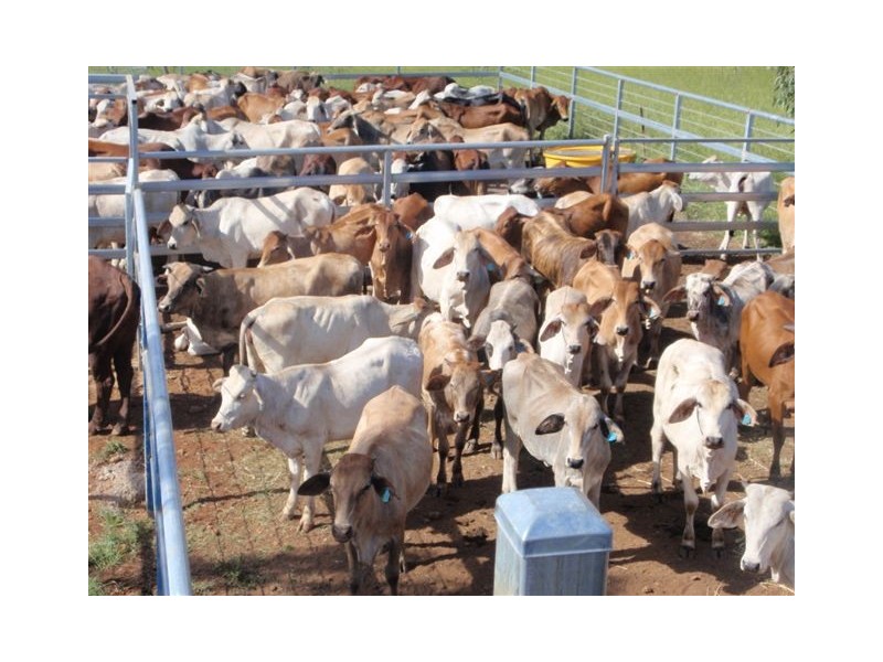 Innot Hot Springs QLD 4872