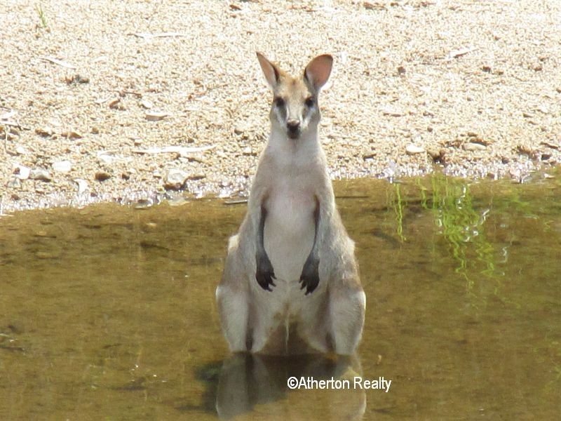 Glen Russell QLD 4880