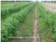 Mareeba QLD 4880