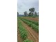 Mareeba QLD 4880
