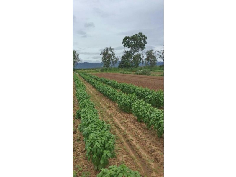 Mareeba QLD 4880