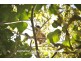 Malanda QLD 4885