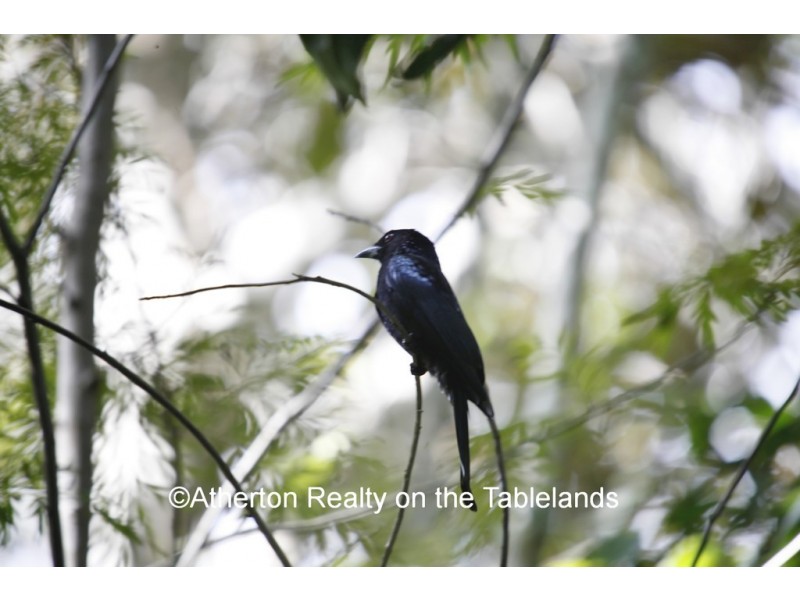 Malanda QLD 4885