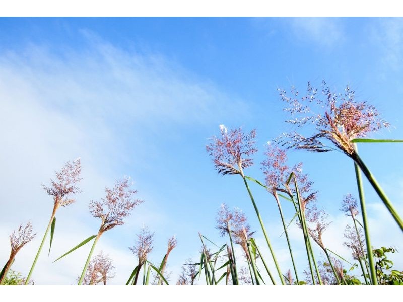 Lots 1-15 Mount Cudmore Road, Ingham QLD 4850