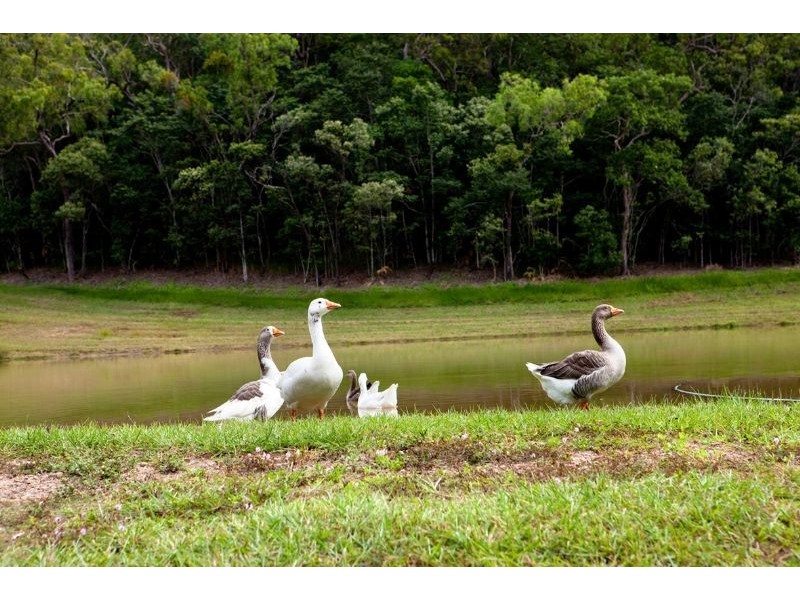 Lots 1-15 Mount Cudmore Road, Ingham QLD 4850