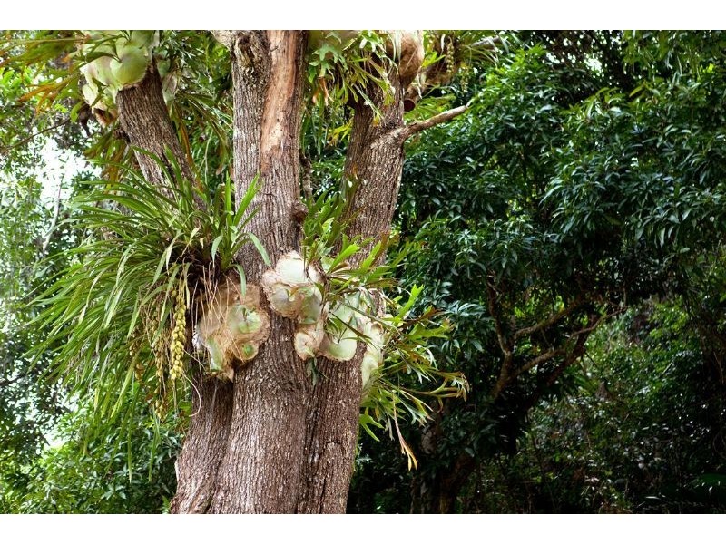 Lots 1-15 Mount Cudmore Road, Ingham QLD 4850