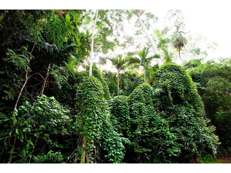 Lots 1-15 Mount Cudmore Road, Ingham QLD 4850