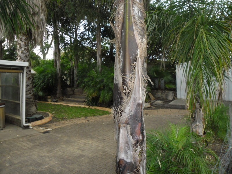 8 Abbaron Court, Aberfoyle Park SA 5159