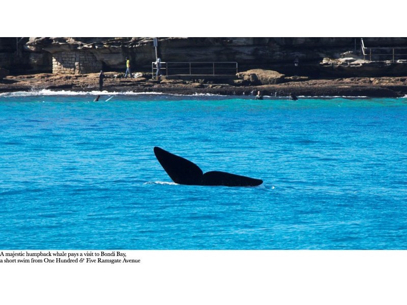 105 Ramsgate Avenue, Bondi Beach NSW 2026