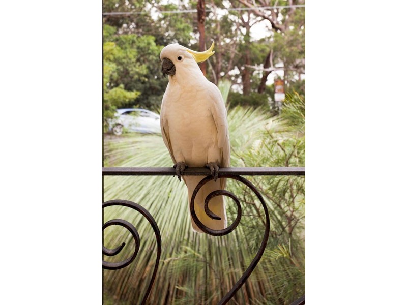 8 Crammond Avenue, Bundeena NSW 2230