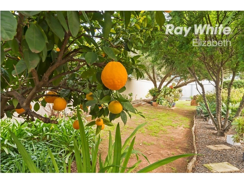 13 Barrington Road, Elizabeth Downs SA 5113