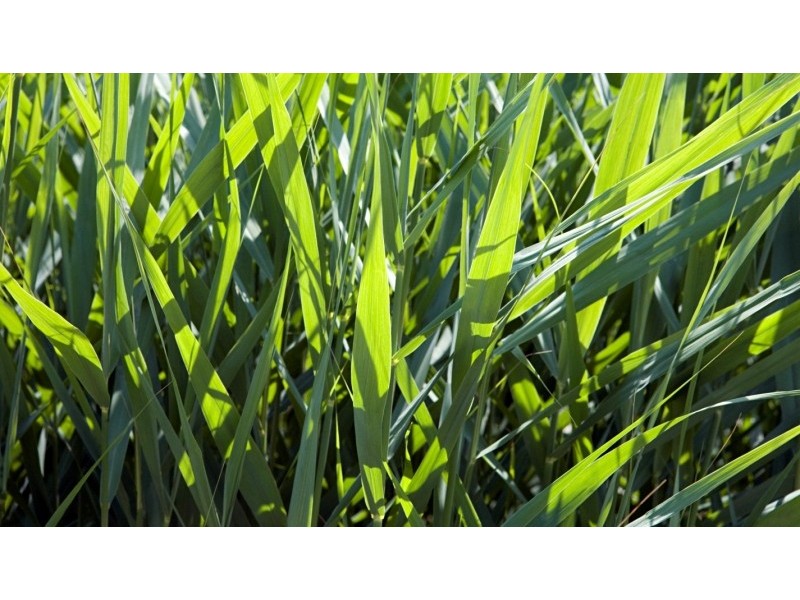 Lot 289 Pedlar Close, Blakeview SA 5114