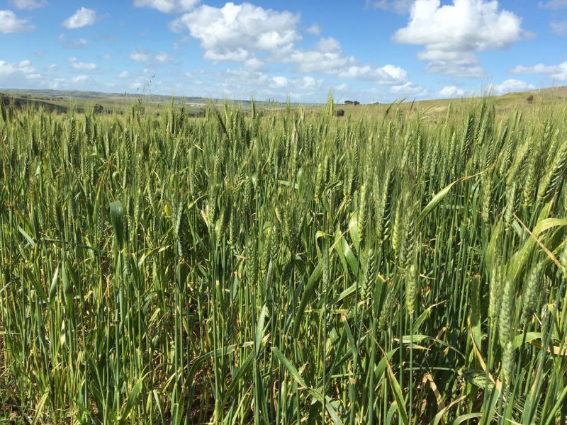 1002 Back Callington Road, Callington SA 5254