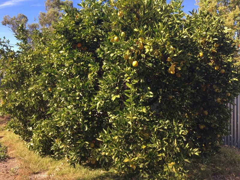 Lot 12 Margaret Street, Woodside SA 5244