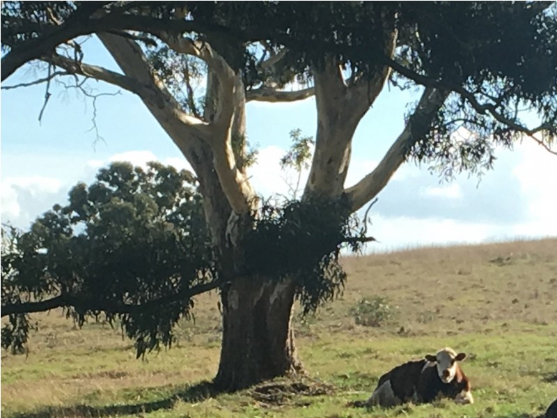 Section 1449 Archer Hill Road, Bugle Ranges SA 5251