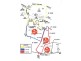 Lot 58-60 End of Bremer Range Road, Callington SA 5254