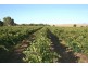 Lot 3 and 13 Chaunceys Line Road, Hartley SA 5255