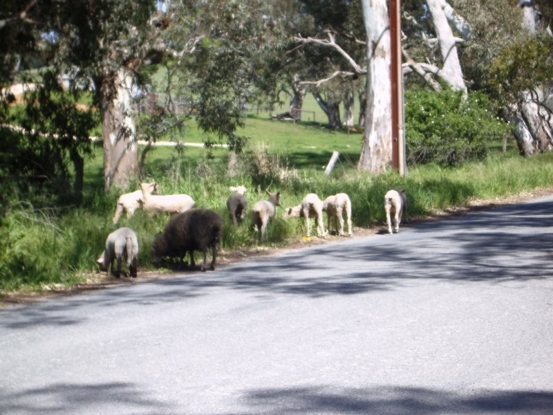 246 Little Dublin, Nairne SA 5252