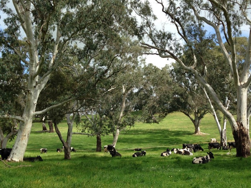 102 Muellers Road, Birdwood SA 5234