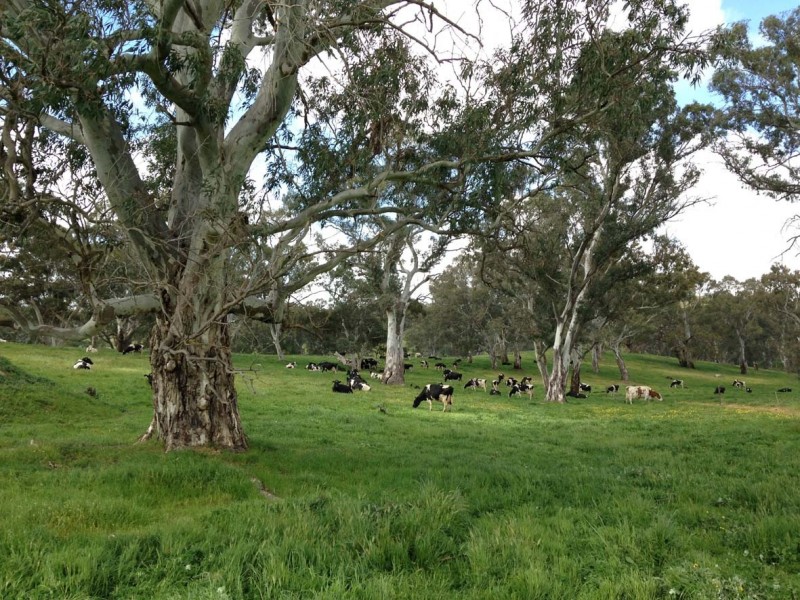 102 Muellers Road, Birdwood SA 5234