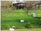 109 Mawson Road, Meadows SA 5201