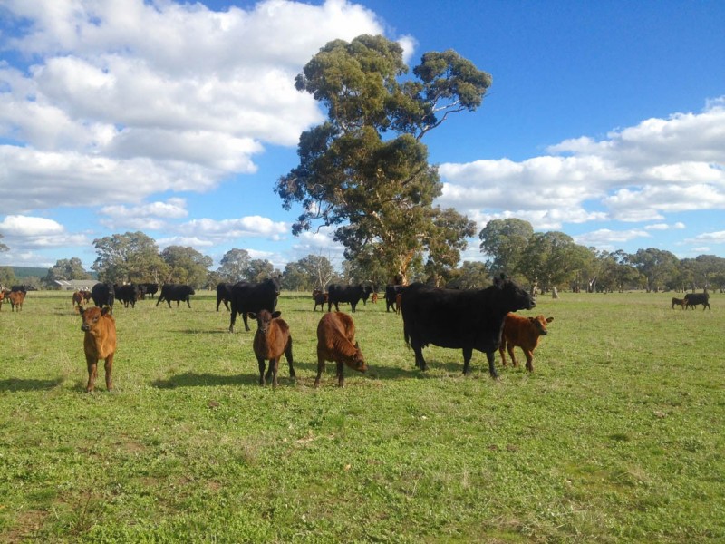 702/703 Smith Road, Kersbrook SA 5231