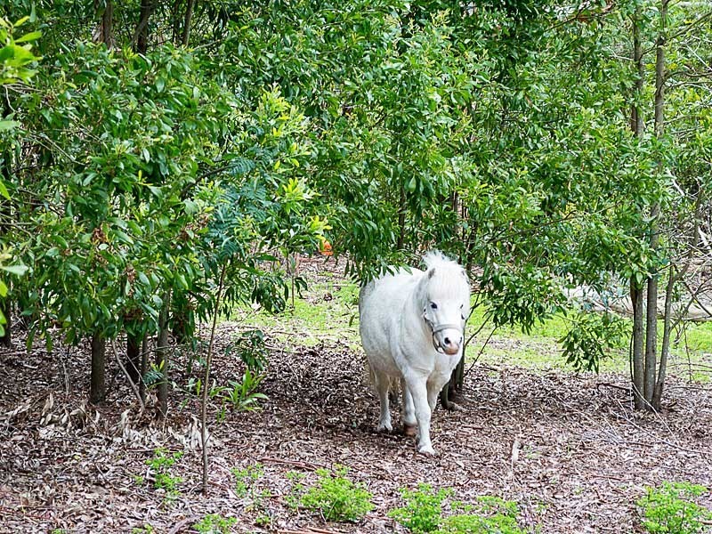 98 Lacey Road, Bugle Ranges SA 5251