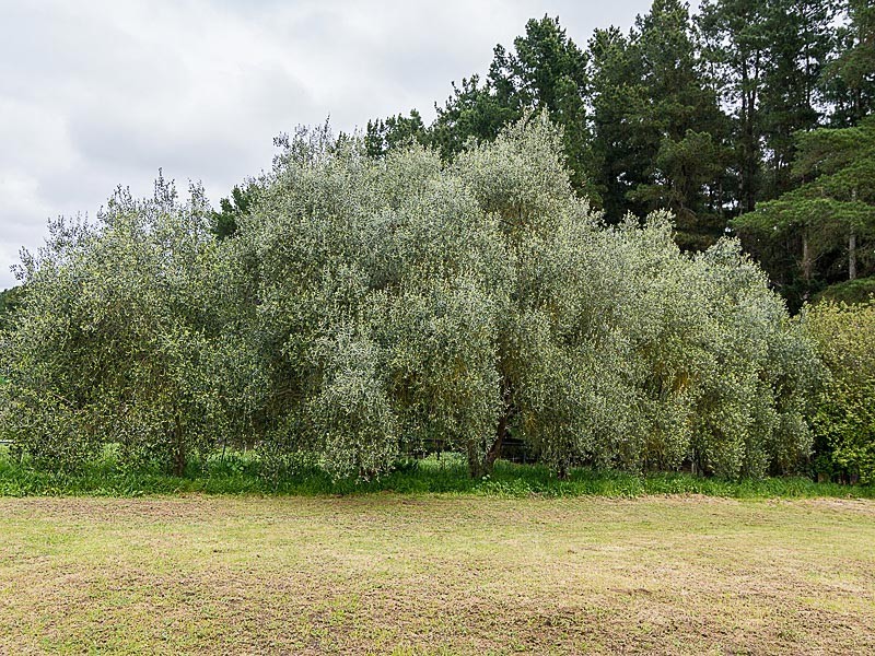 98 Lacey Road, Bugle Ranges SA 5251