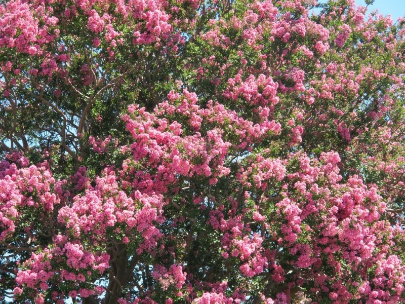 15 Horton Street, Marrickville NSW 2204