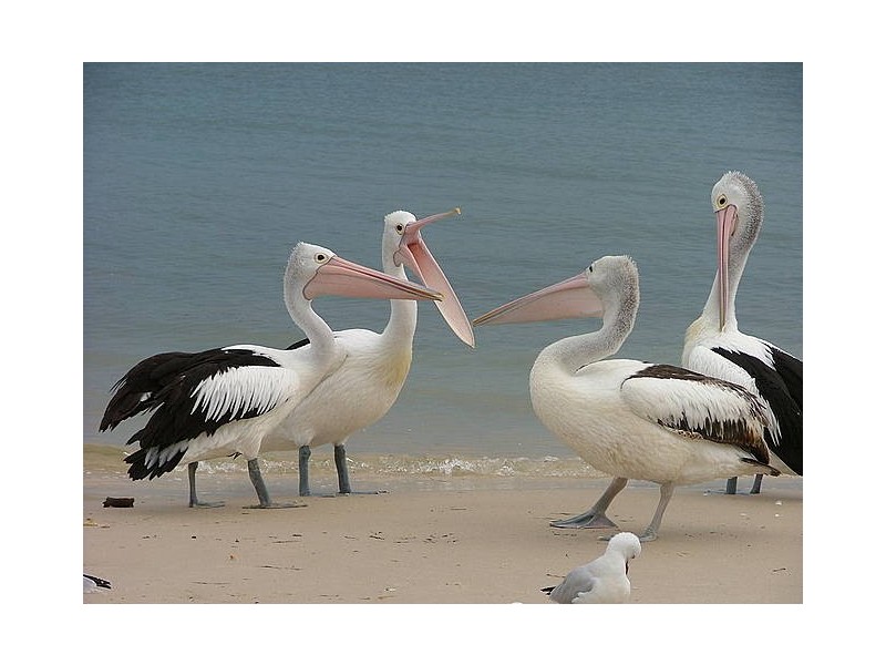 Bribie Island QLD 4507