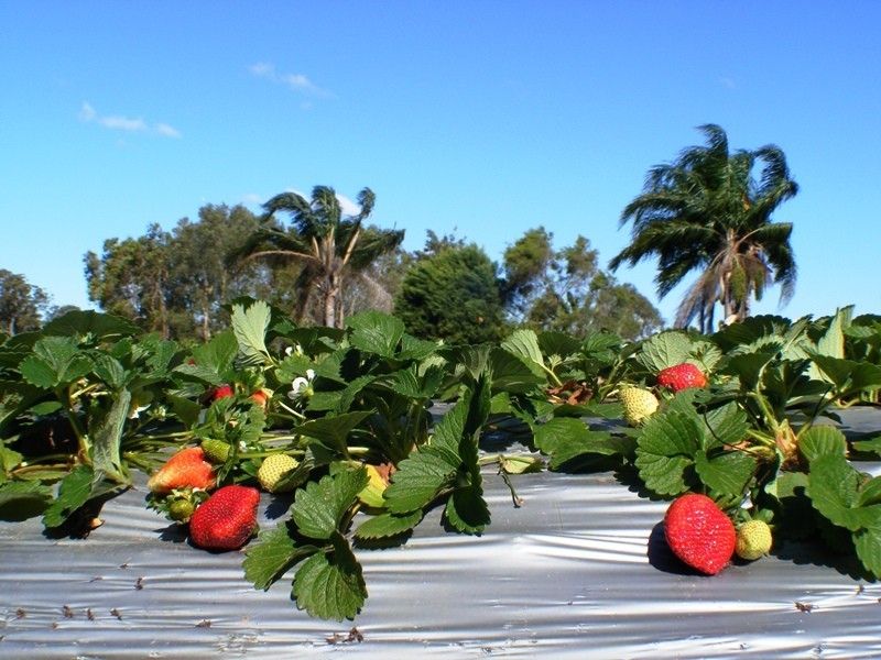 Caboolture QLD 4510