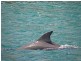 Bongaree QLD 4507