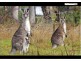 Laidley Heights QLD 4341
