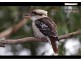 Jimboomba QLD 4280