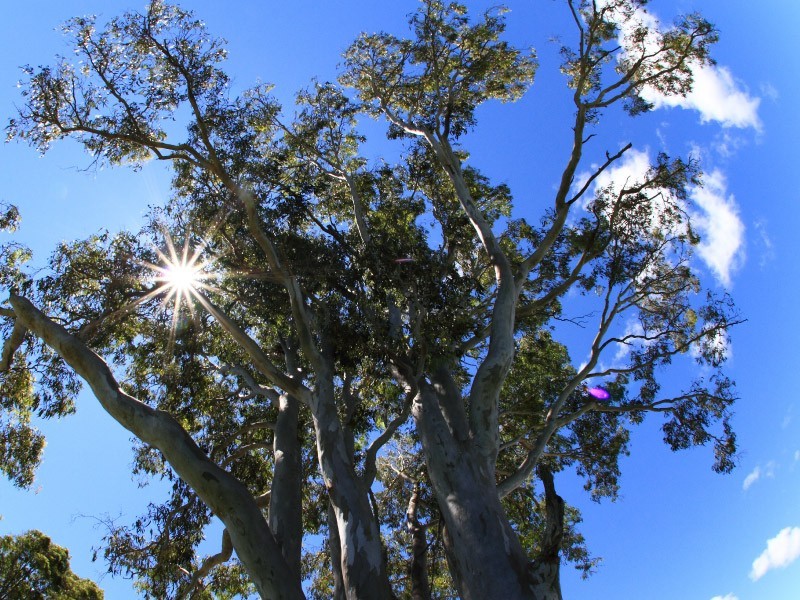 Logan Village QLD 4207