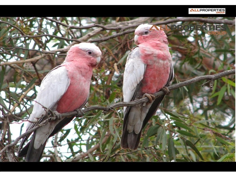 Laidley Heights QLD 4341