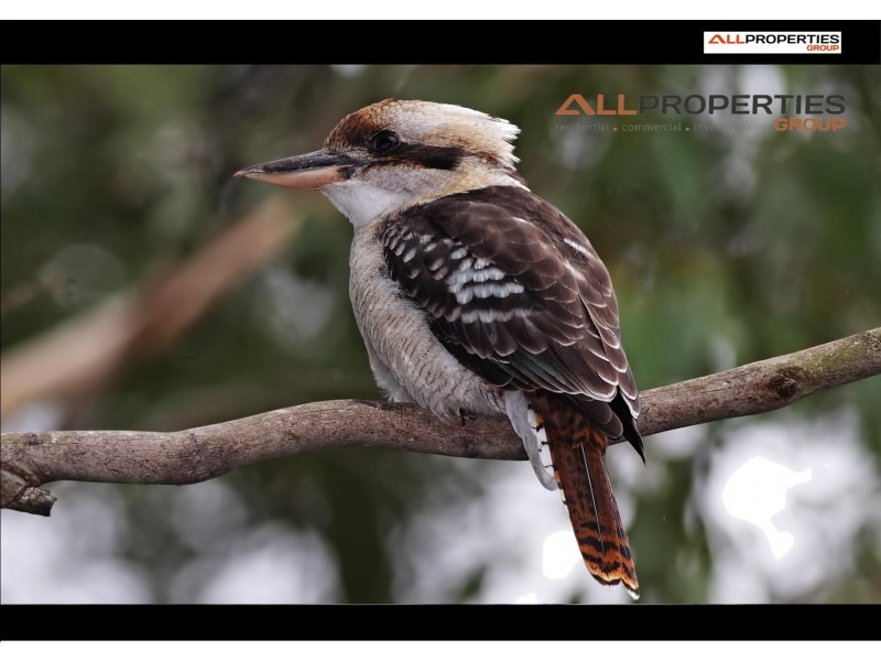 Laidley Heights QLD 4341