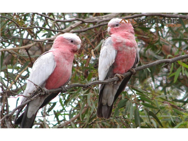 Laidley Heights QLD 4341