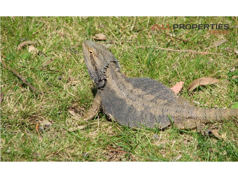 Laidley Heights QLD 4341