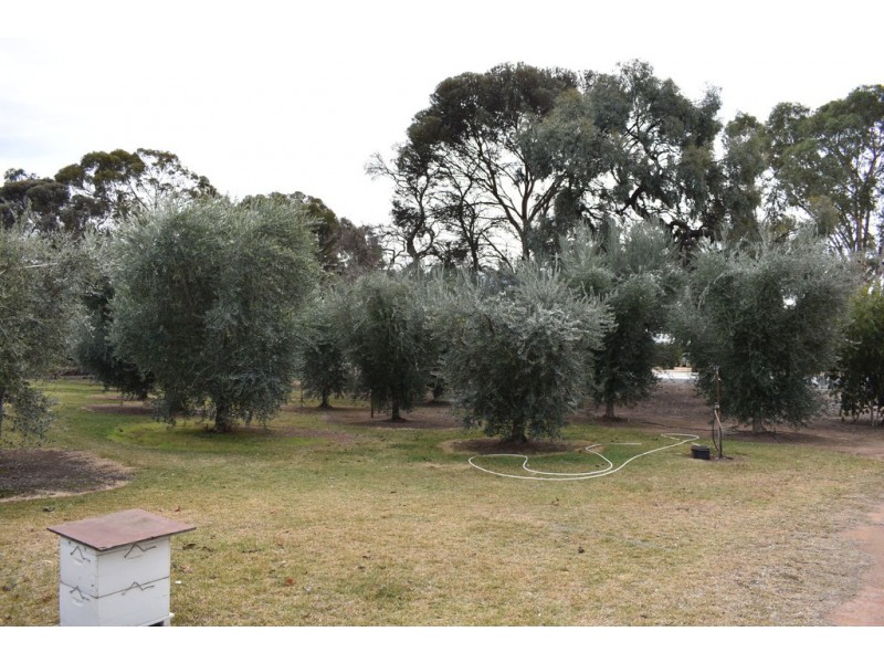 379 Ral Ral Avenue, Renmark SA 5341