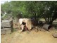 8 Arnold Coates Rd, Cobdogla SA 5346