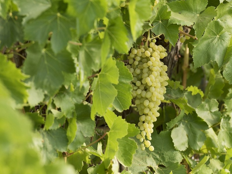 20 Bigg Rd, Berri SA 5343