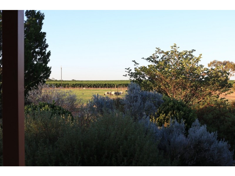 267 Gaskell Road, Barmera SA 5345